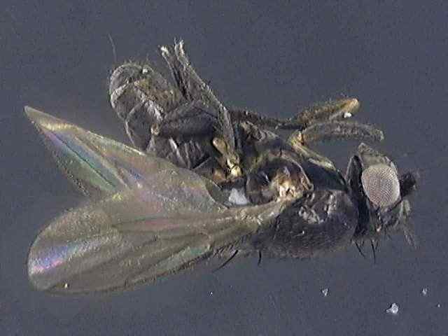 Leptocera 1